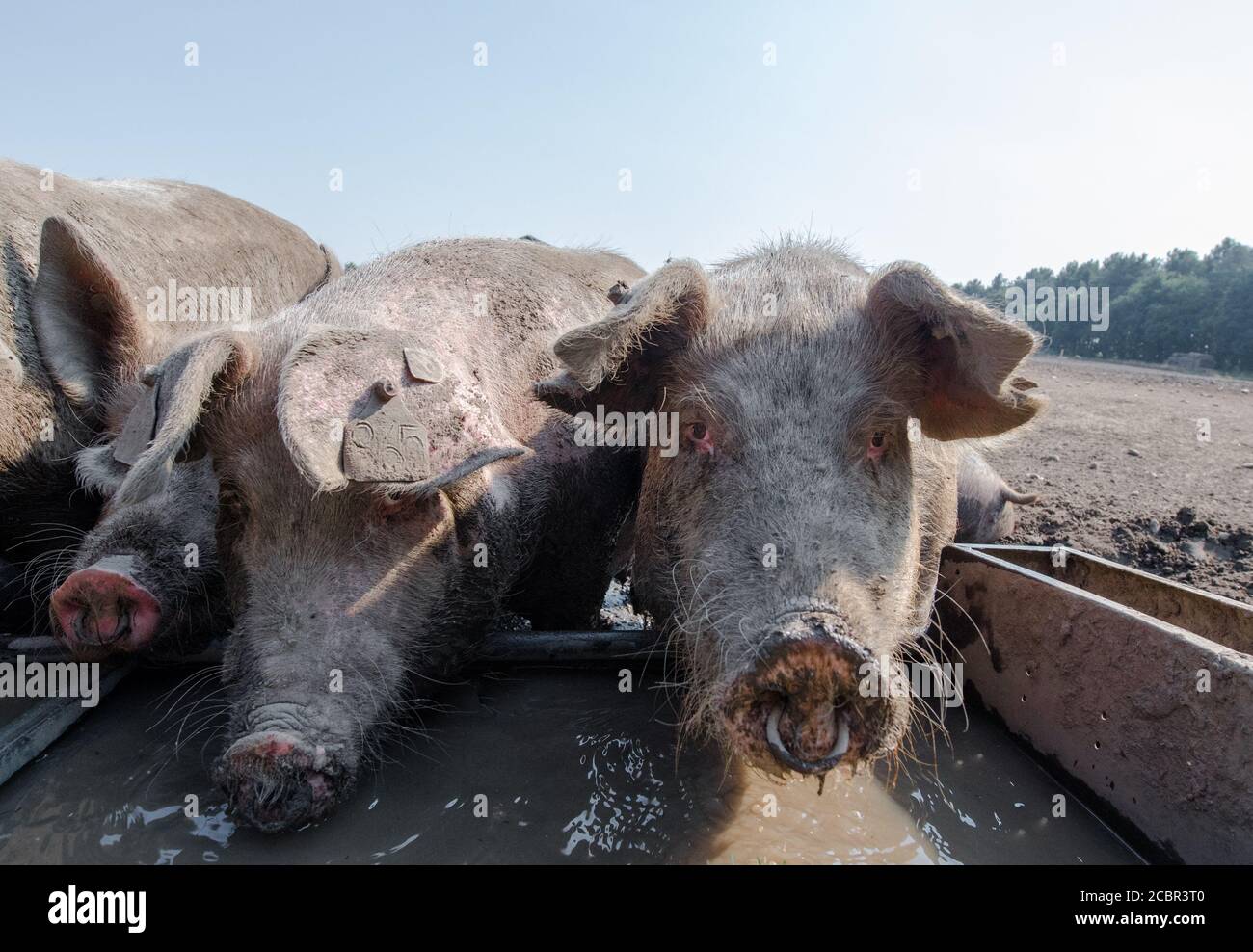 Große weiße Schweine trinken aus einem Wassertrog. Stockfoto