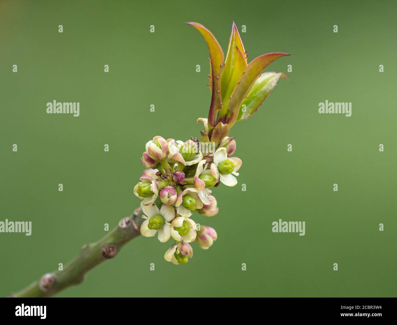 Blumen auf einem Holly Baum (Ilex aquifolium), Cambridgeshire, England Stockfoto
