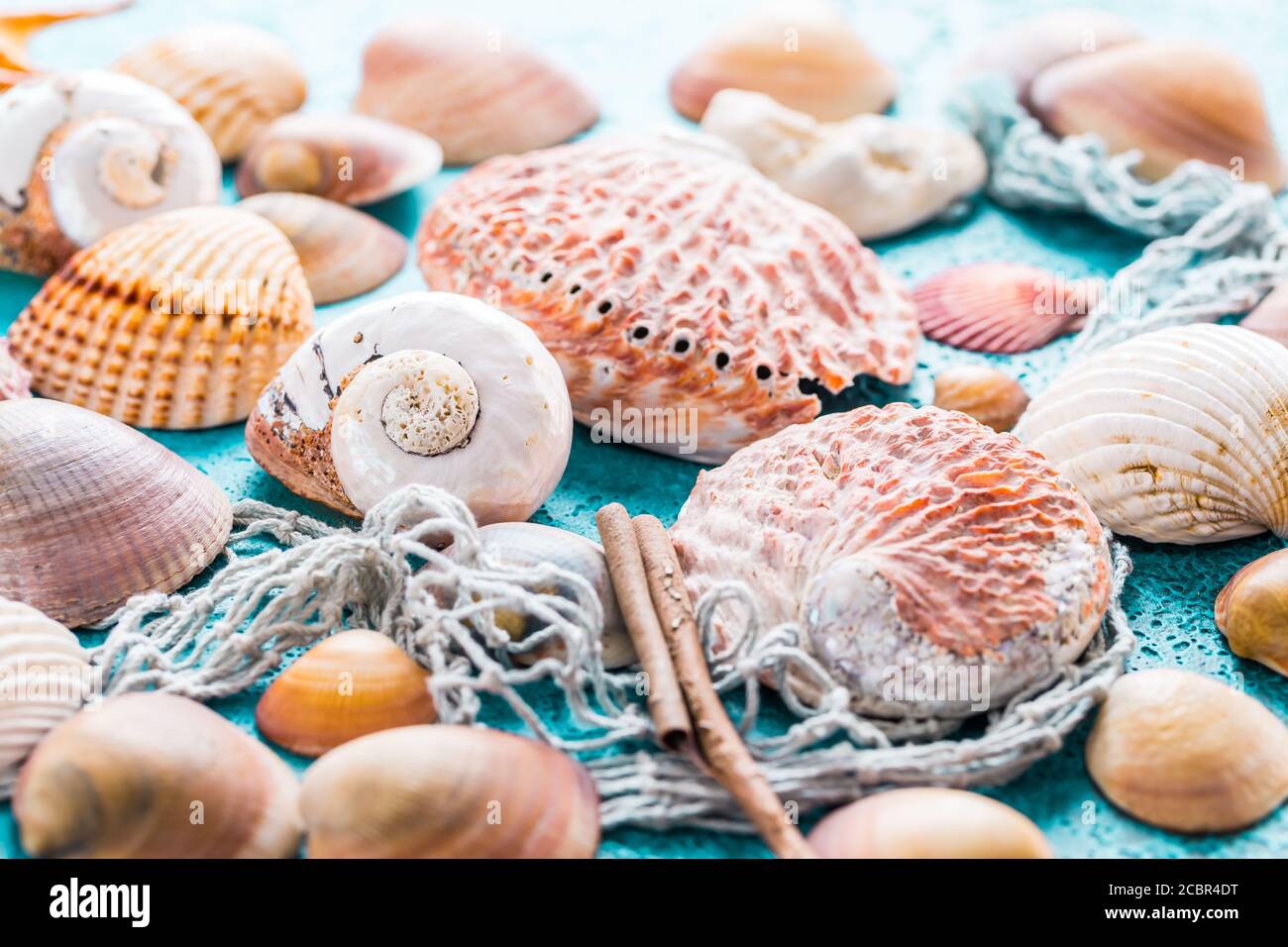 Auswahl an Muscheln auf blauem Hintergrund. Sommer Strand und Urlaub Konzept. Stockfoto