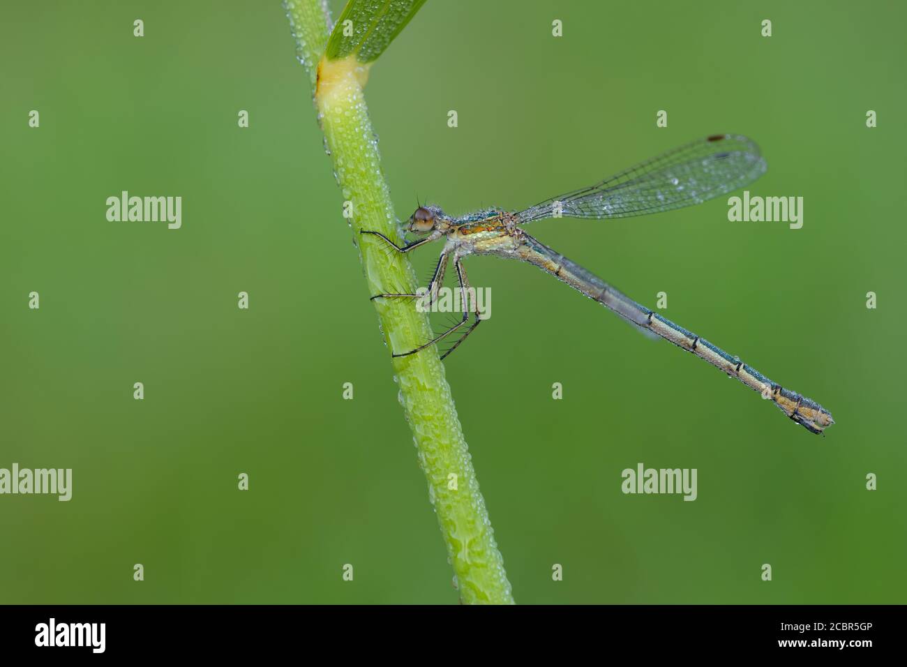 Smaragddamselfly (Lestes sponsa) weiblich, trocknet seine Flügel aus dem Morgentau. Stockfoto