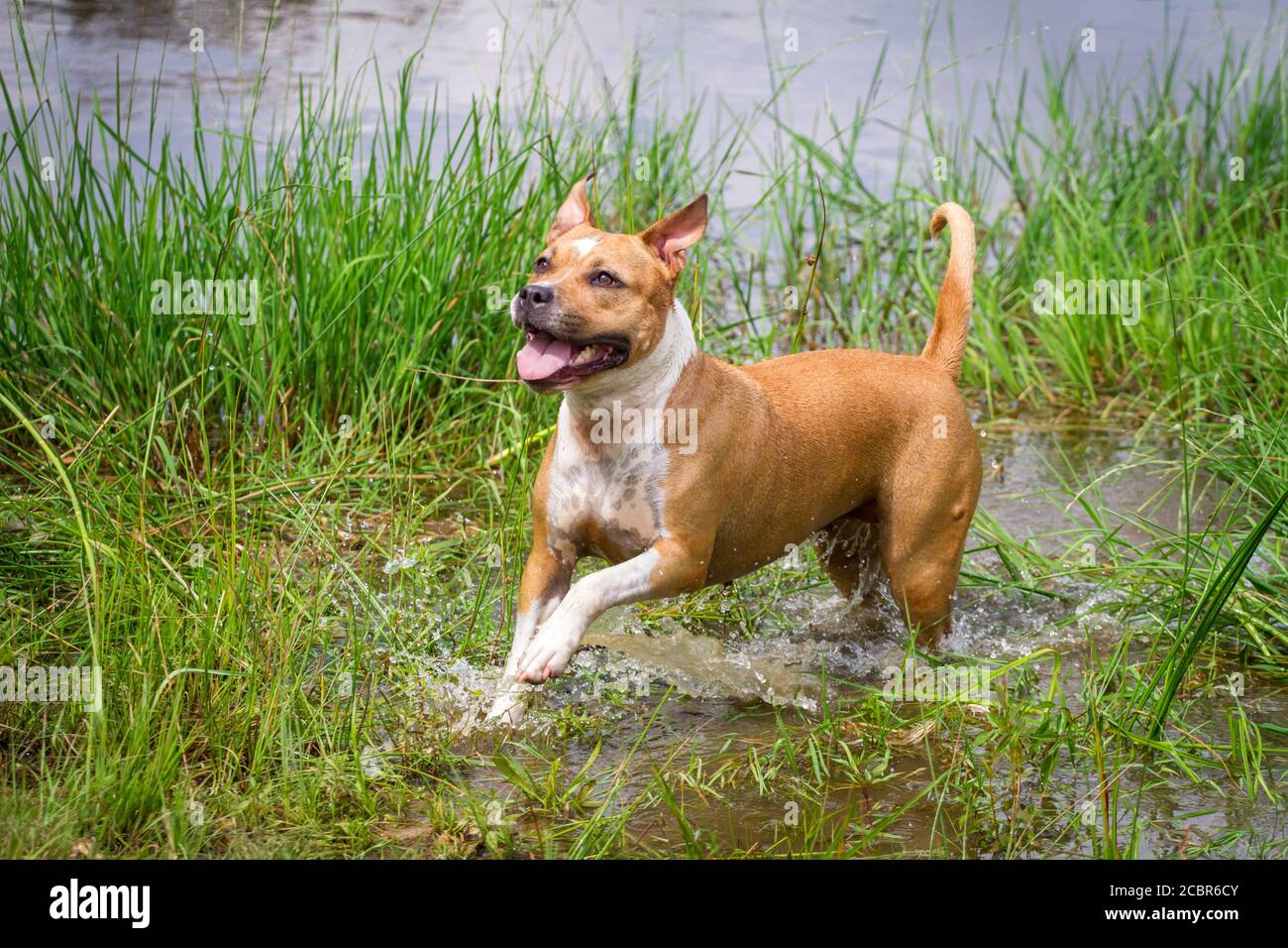 American Staffordshire Terrier, läuft auf einem See Stockfoto