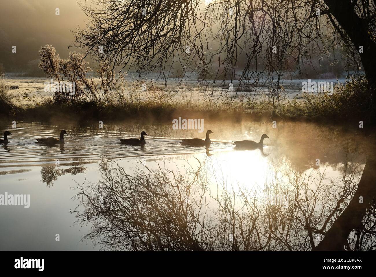Morgennebel und Frost auf dem Fluss Wey, Surrey, an einem kalten Wintermorgen Stockfoto