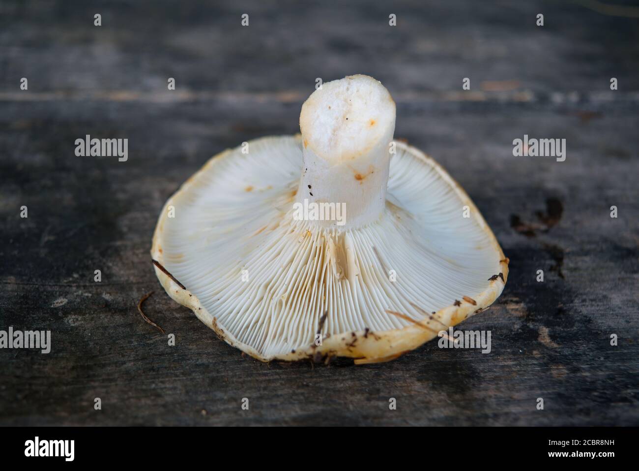 Täubling auf dem Hintergrund eines alten Holztisches. Stockfoto