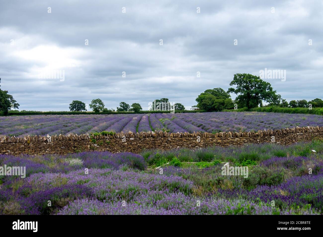 Lavendel-Feld Stockfoto