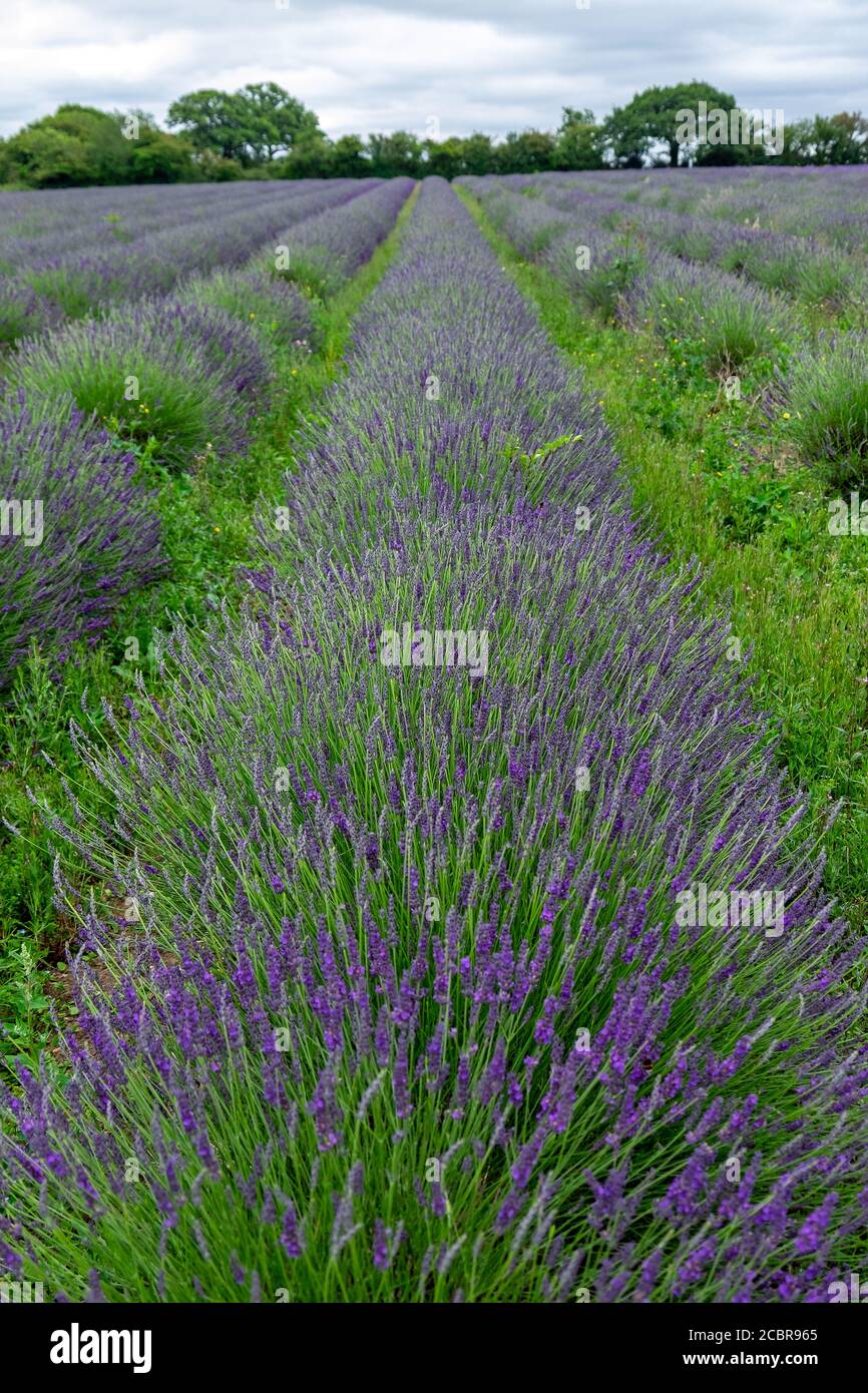 Lavendel Zeile Stockfoto