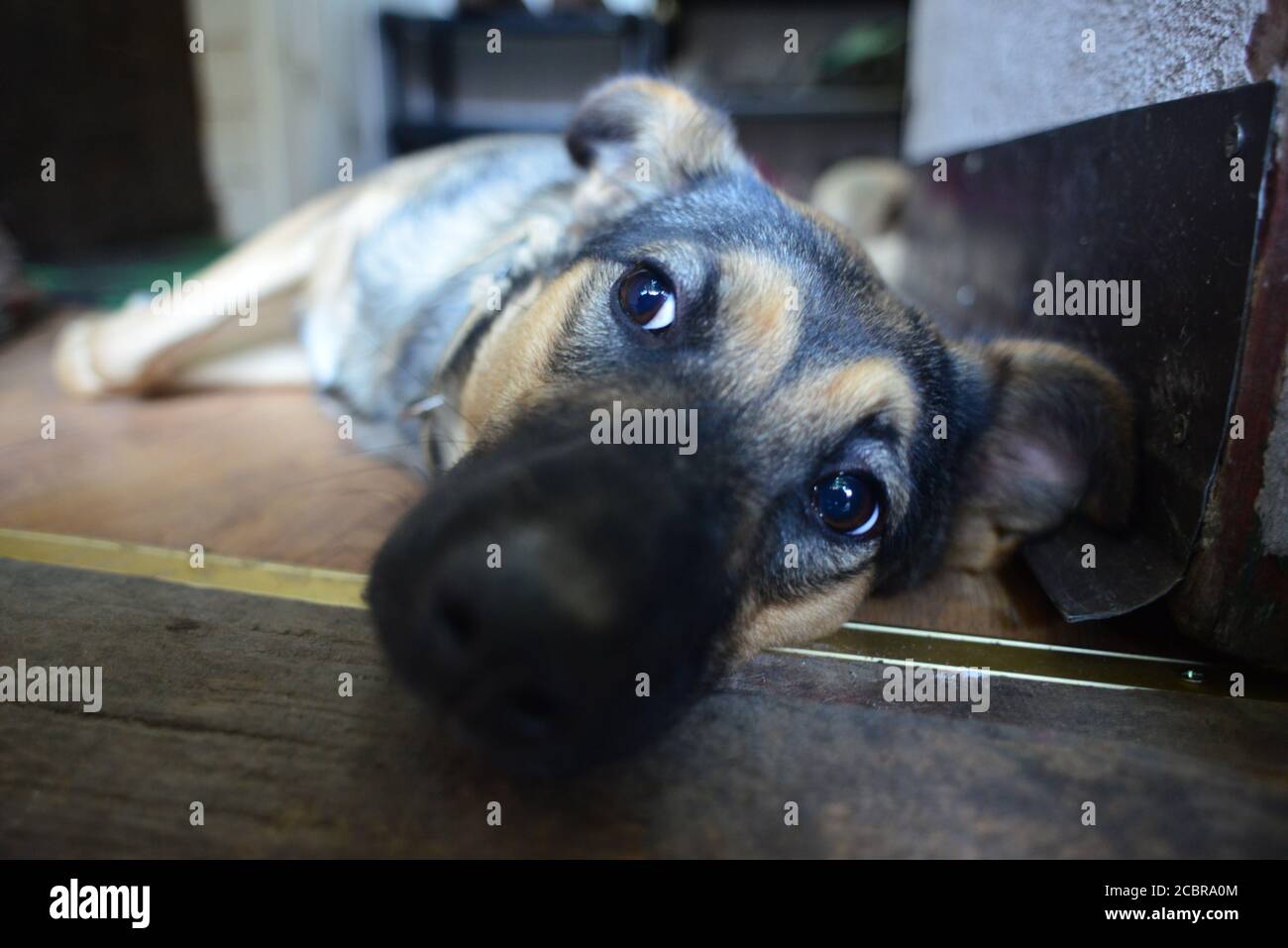 Ein Weitwinkelporträt des Hundes, mit großer Nase und smarten Augen Stockfoto