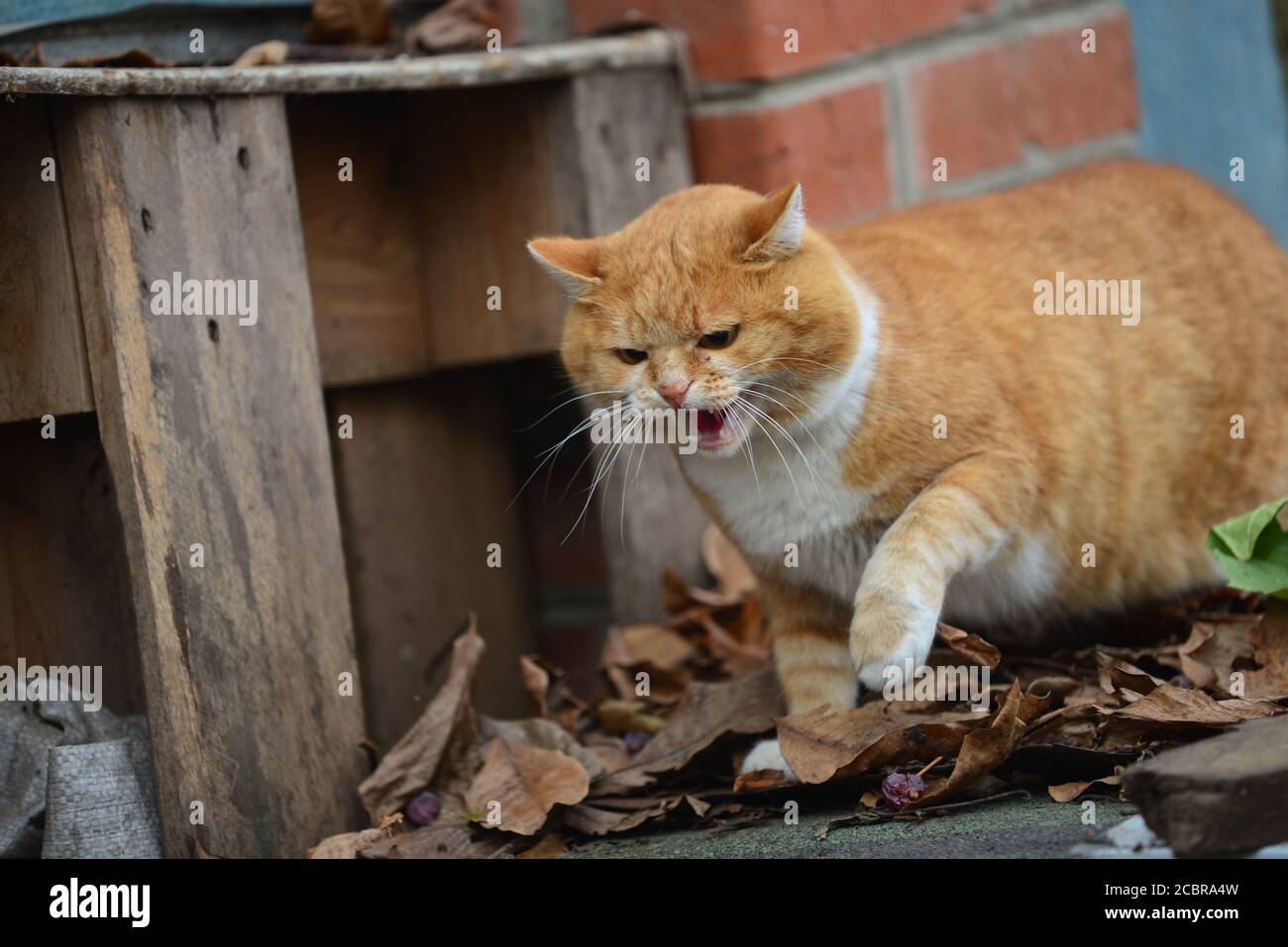 Eine gelbe Katze, in Dreistellung zu einem Hund Stockfoto