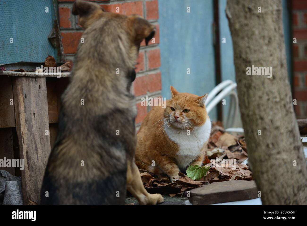Eine gelbe Katze, in Dreistellung zu einem Hund Stockfoto