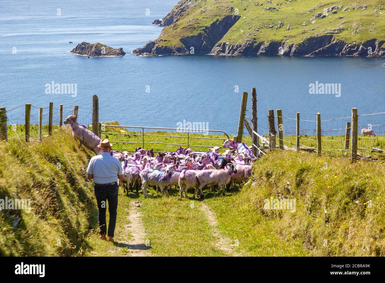 Farmer mit Schafen, Iveragh Peninsula, County Kerry, Irland Stockfoto