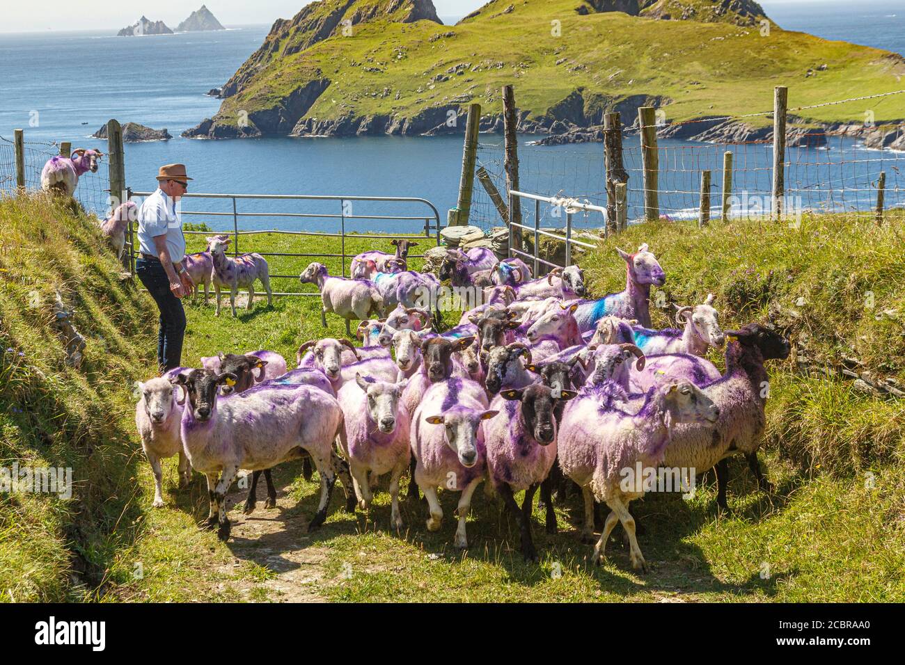 Farmer mit Schafen, Iveragh Peninsula, County Kerry, Irland Stockfoto