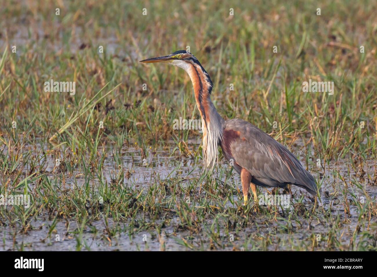 Ein Seitenportrait eines lila Reiher, der mit dem steht Abend Wintersonne fällt auf sie in Rajasthan in Indien Stockfoto