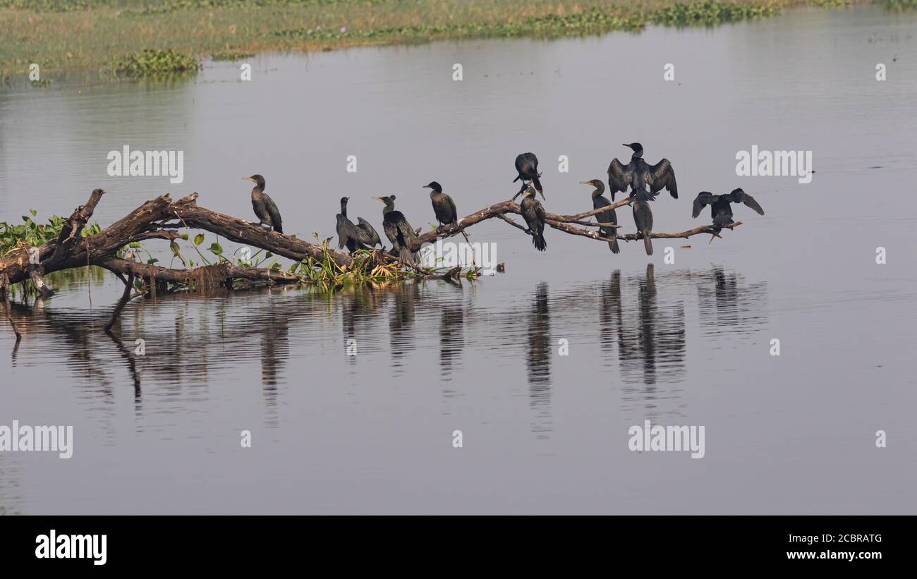 Eine Gruppe orientalischer Darter-Vögel, auch Indischer Darter genannt Siting in einem Baum Zweig über Wasser bei Bharatpur Vogel Zufluchtsort Stockfoto