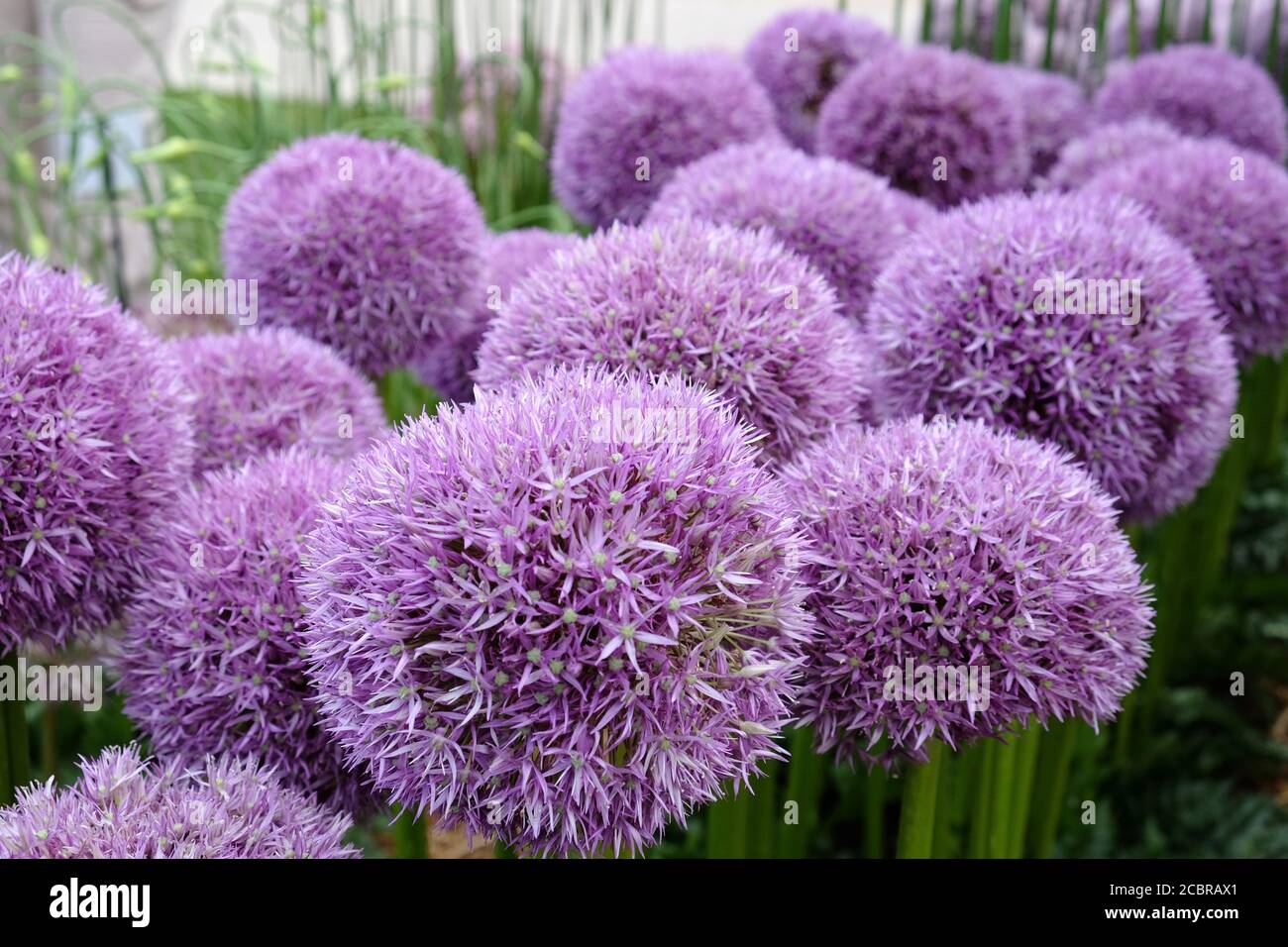 Purple allium 'Flipper Wizard' in Blume Stockfoto