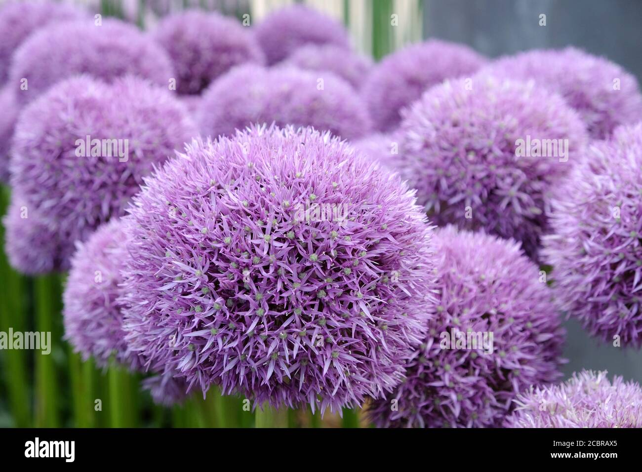 Purple allium 'Flipper Wizard' in Blume Stockfoto