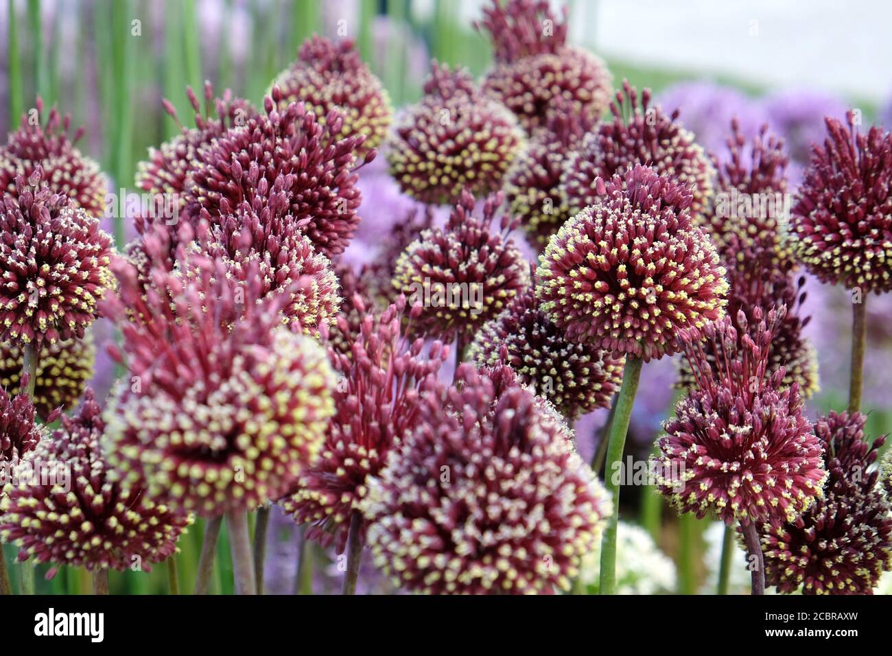 Allium 'Red mohican' in Blüte Stockfoto