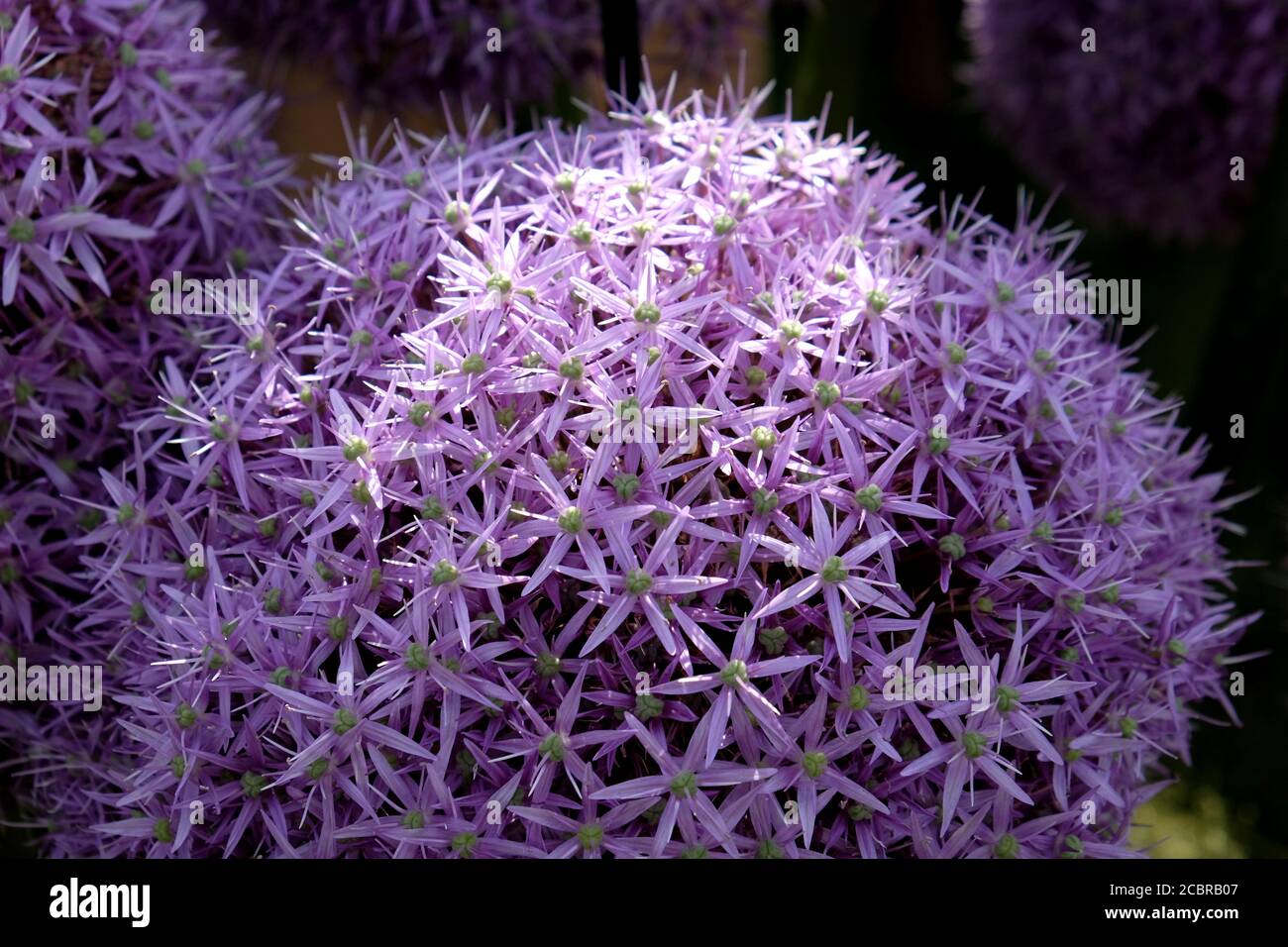 Große Allium 'Globemaster' in Blüte Stockfoto