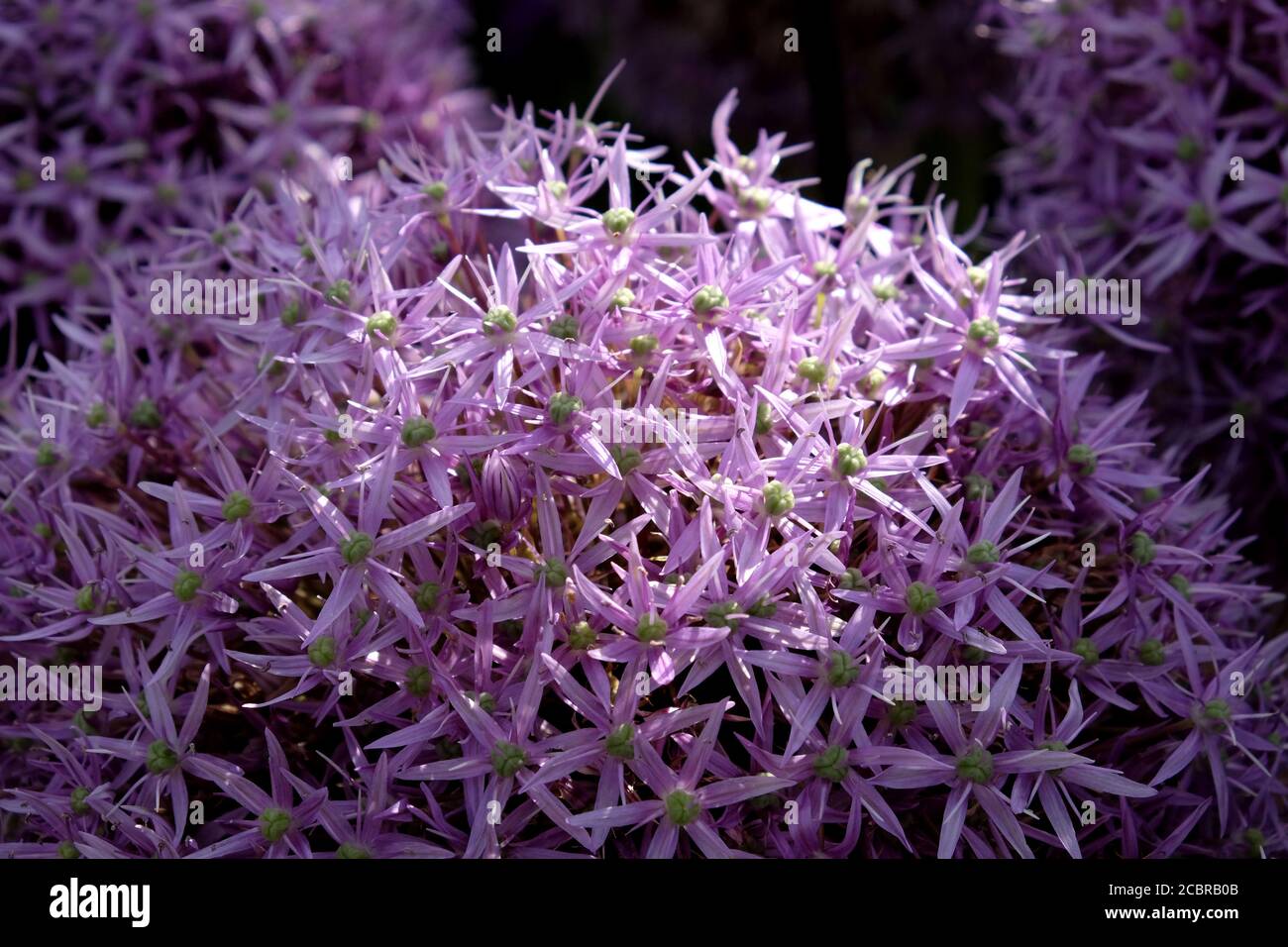 Große Allium 'Globemaster' in Blüte Stockfoto