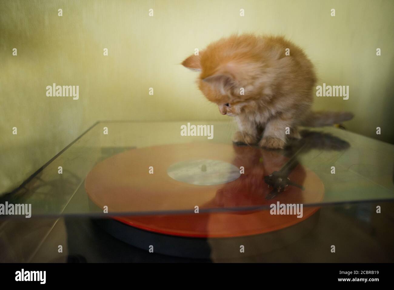 Ein gelbes flauschiges Kätzchen, am Plattenteller mit roter Vinylscheibe Stockfoto
