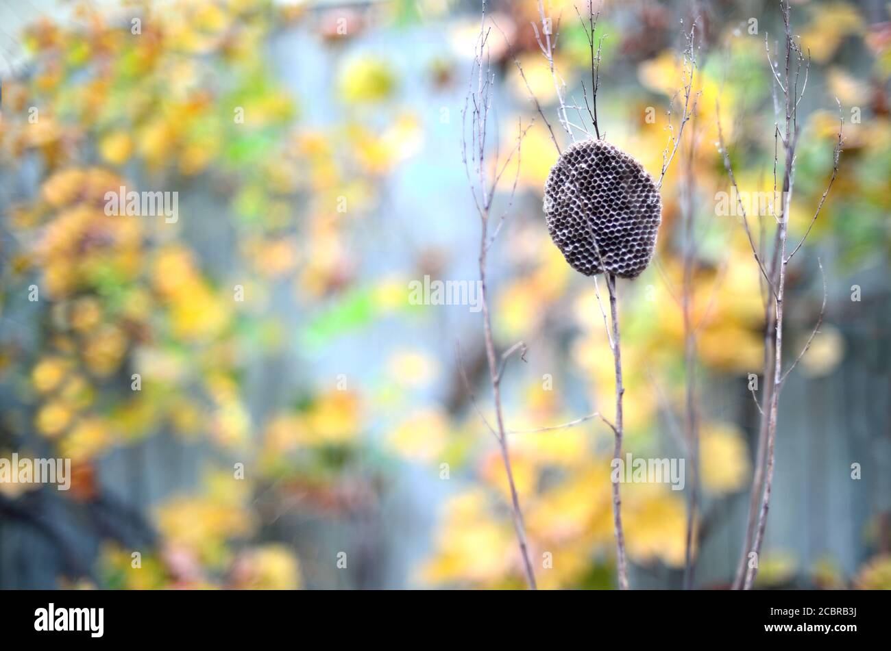 Ein Wespennest, am Stiel Stockfoto