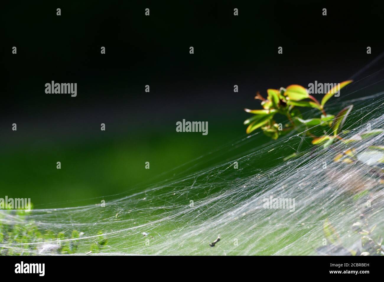 Bristol, Großbritannien. Juli 2020. 31/7/20.EIN Spinnennetz auf einer Hecke in Großbritannien gesehen. Bild: Robert Timoney/Alamy Live News Stockfoto