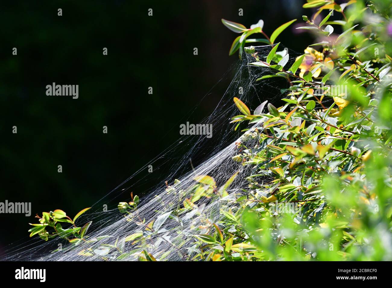 Bristol, Großbritannien. Juli 2020. 31/7/20.EIN Spinnennetz auf einer Hecke in Großbritannien gesehen. Bild: Robert Timoney/Alamy Live News Stockfoto