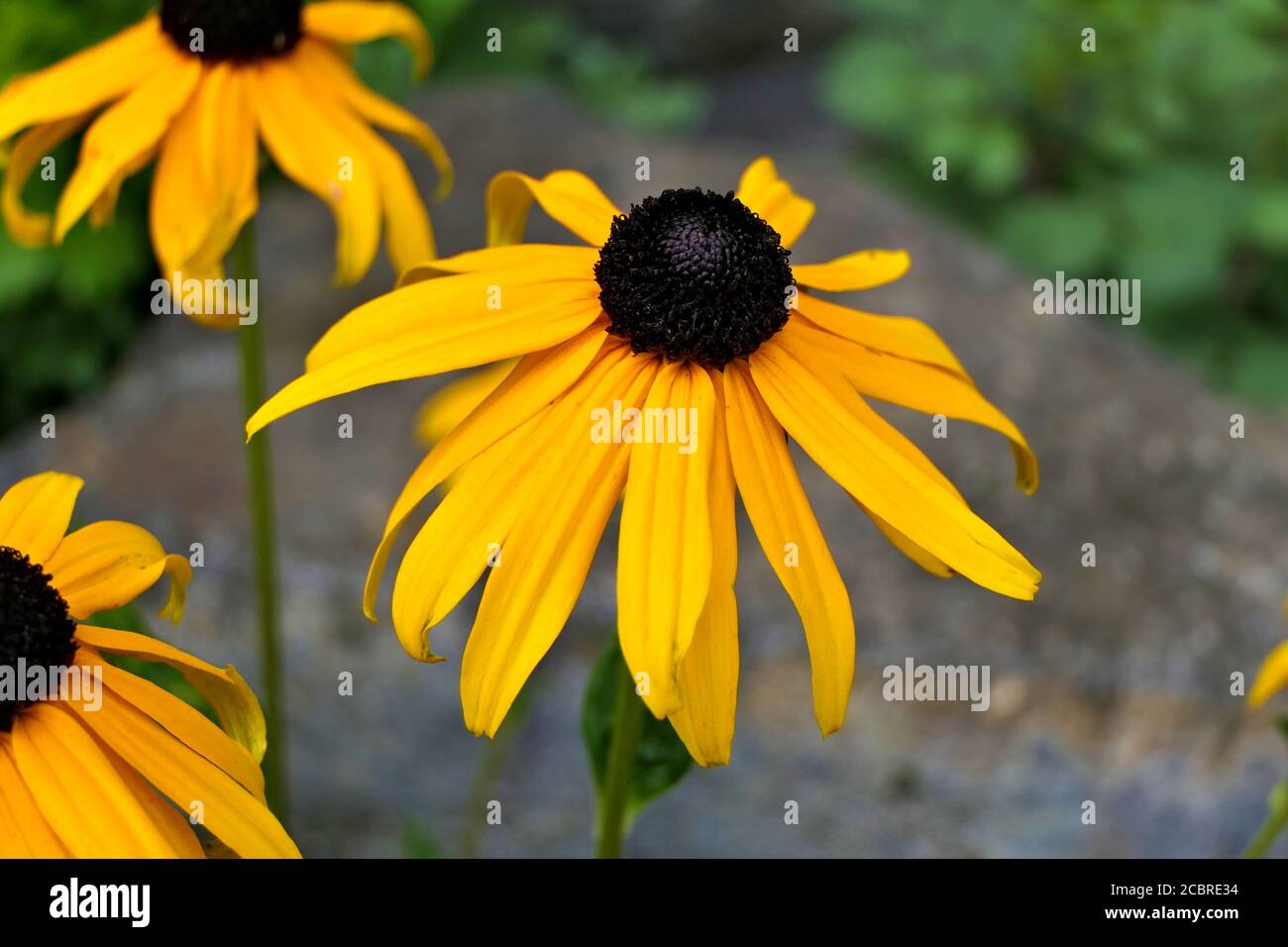 Schöne gelbe Blüten - mehrere rudbeckia fulgida, orange coneblühen oder mehrjährige coneblühen mit einem Stein im Hintergrund Stockfoto