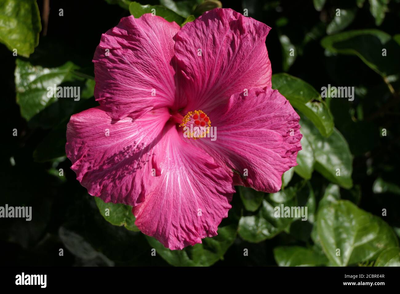 Nahaufnahme rosa Hibiskusblüte im Garten Stockfoto