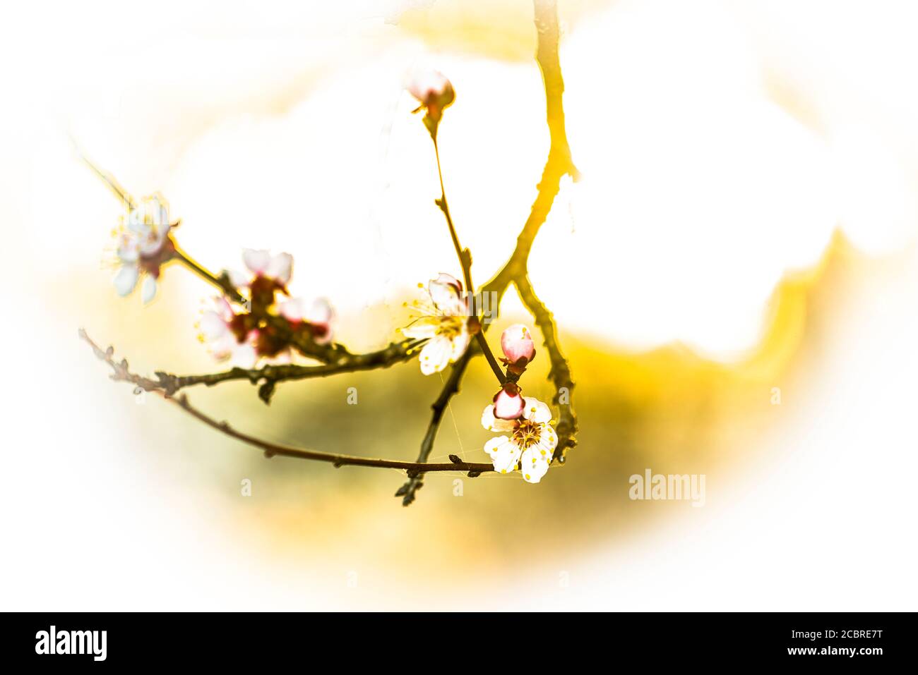 Ein Zweig blühender Aprikosenbaum Stockfoto