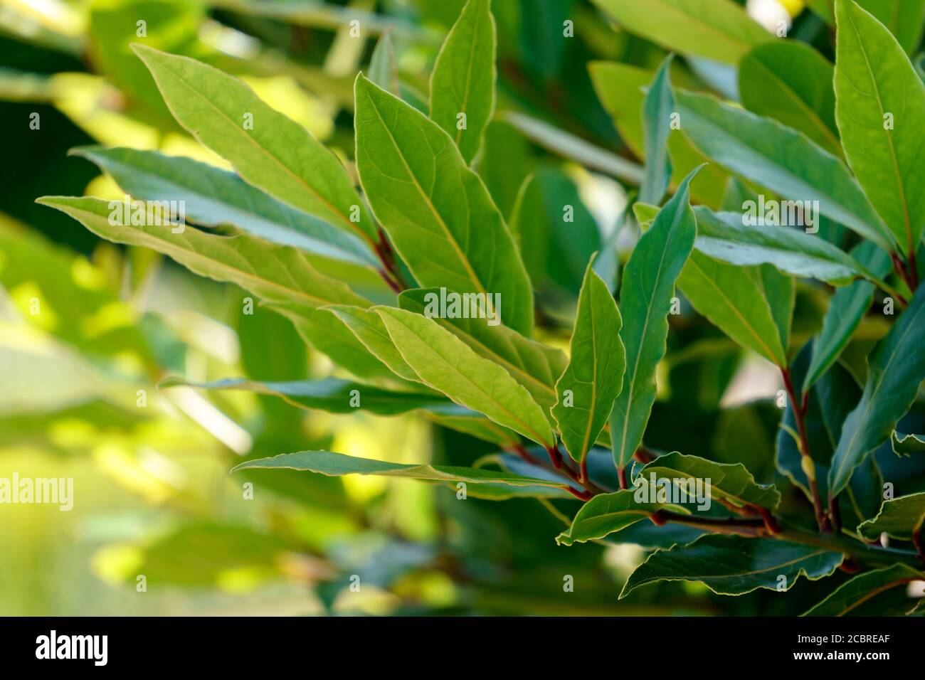 Leuchtend grüner Zweig von frischen Lorbeerblättern. Stockfoto