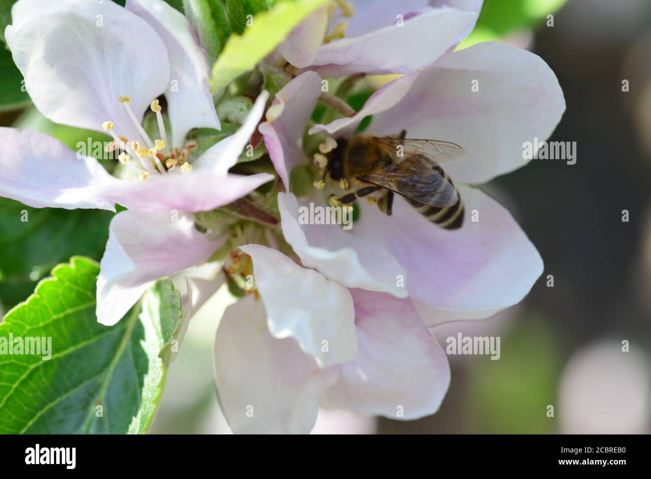 Eine Honigbiene, die die Apfelblüten bestäubt Stockfoto