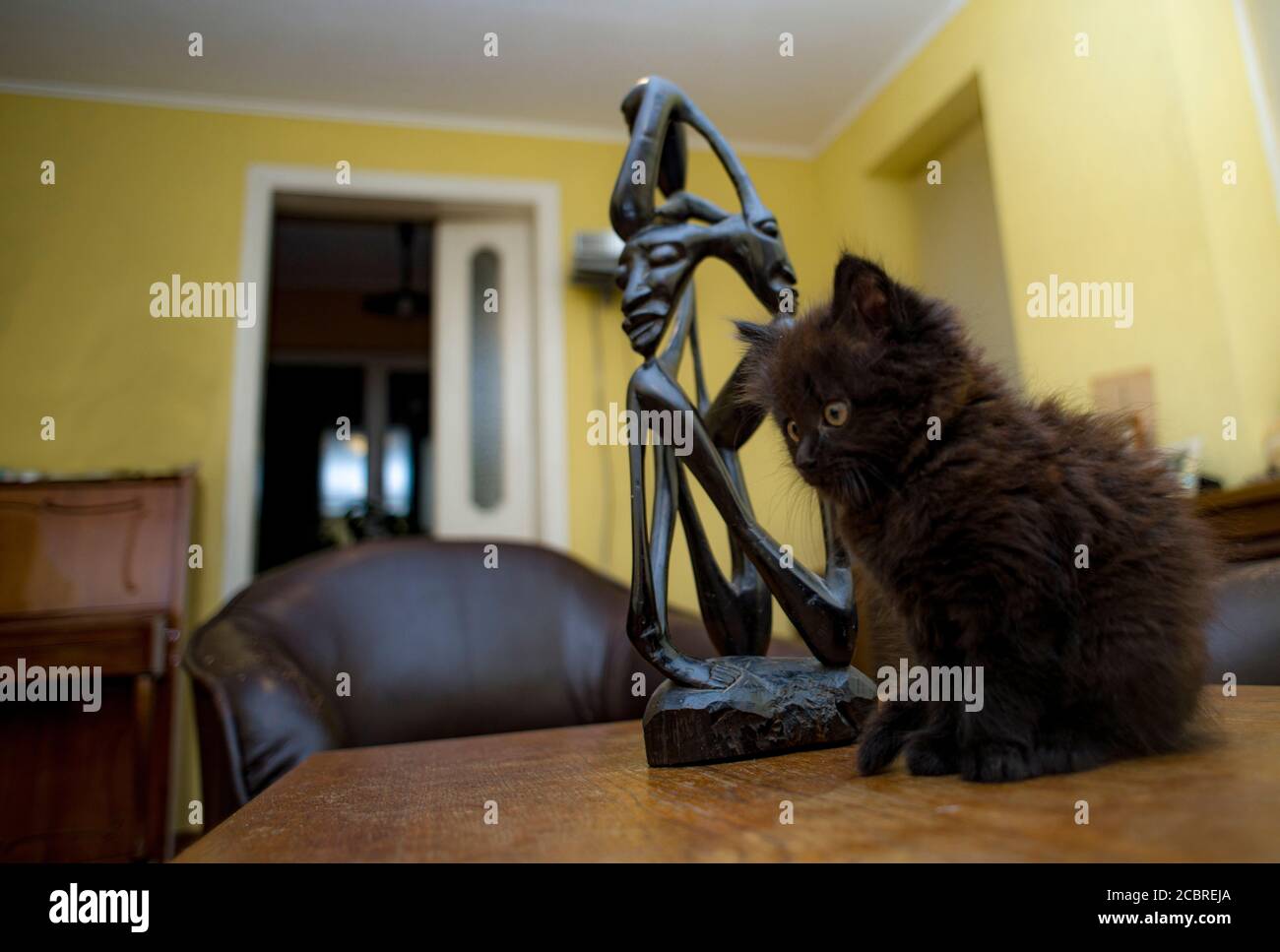Ein Bild aus dem Leben des schwarzen Kätzchens Stockfoto