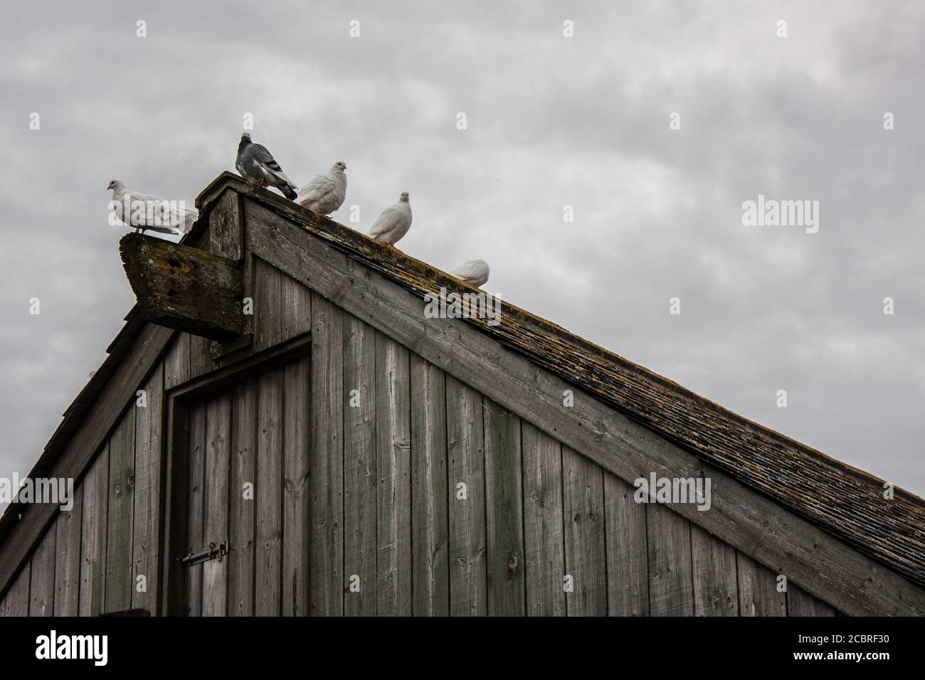 Vögel auf der Greeb Farm, Land's End, Cornwall Stockfoto