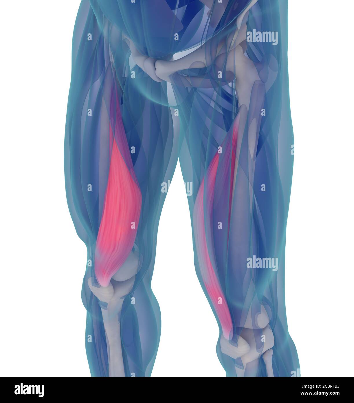 Medizinische Muskeldarstellung des Vastus medialis. 3d-Illustration Stockfoto