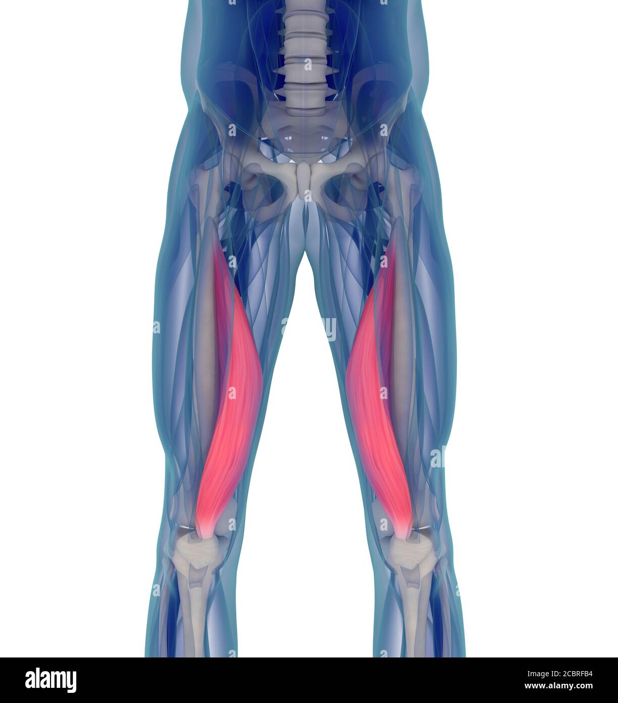 Medizinische Muskeldarstellung des Vastus medialis. 3d-Illustration Stockfoto