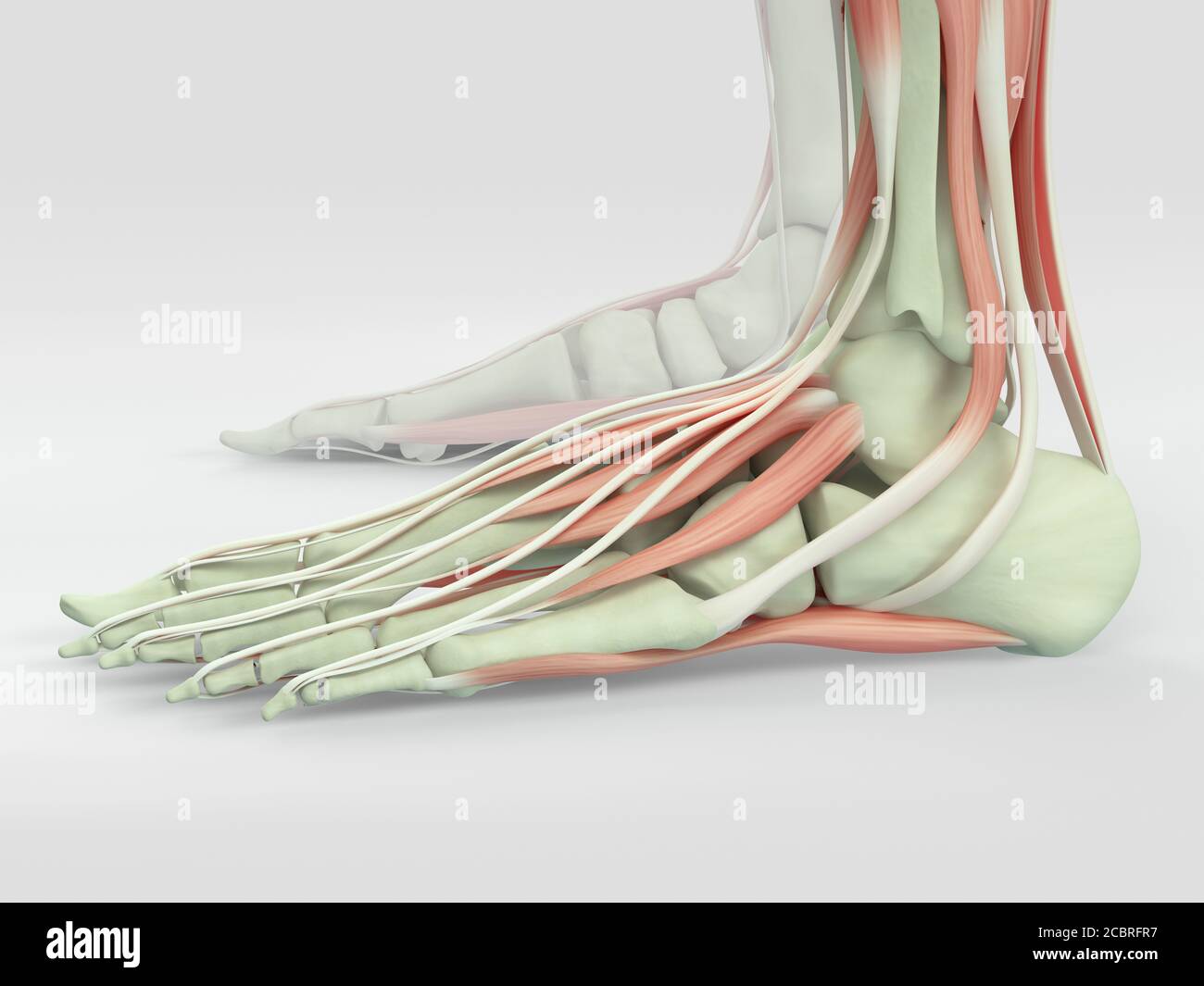 Anatomie Illustration des menschlichen Fußes 3D Illustration ...