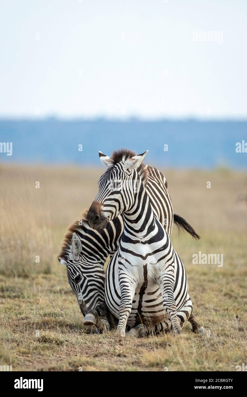 Zwei Erwachsene Zebras mit einem seltsamen blauen Augen interagieren Im Amboseli National Park in Kenia Stockfoto