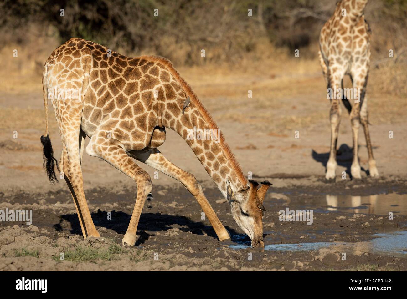 Nahaufnahme eines trinkenden erwachsenen männlichen Giraffe auf einem Sonniger Spätnachmittag in der Trockenzeit im Kruger Park South Afrika Stockfoto