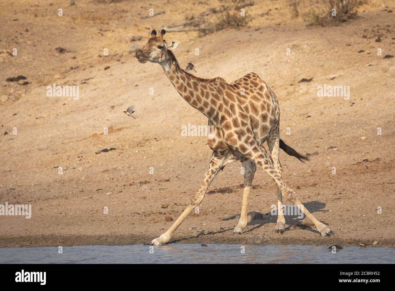 Erwachsene Giraffe Trinkwasser aus einem Damm mit Ochsenpecker Am späten Nachmittag auf den Beinen und dem Hals sitzend Kruger Park Südafrika Stockfoto