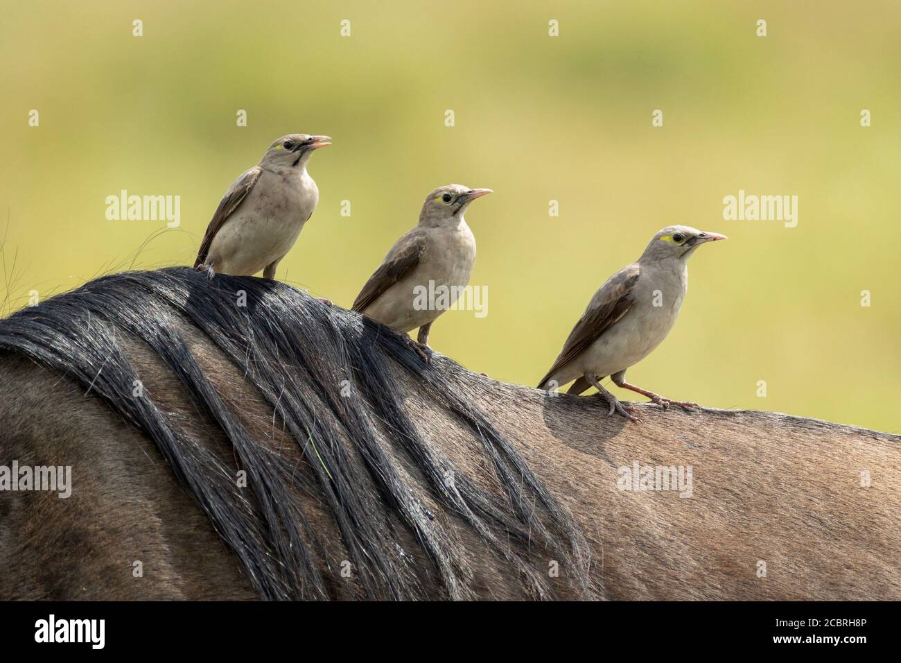 Drei Vögel sitzen auf dem Rücken eines erwachsenen Gnus Mit schönen glatten grünen Hintergrund in Kruger Park Südafrika Stockfoto