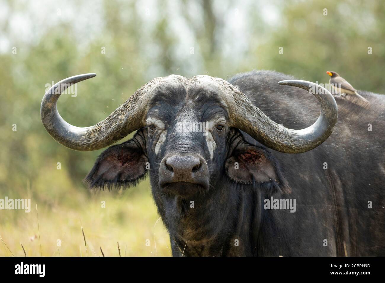 Nahaufnahme des Wasserbüffels Gesicht mit Blick auf die Kamera Ochsenpecker sitzt auf dem Rücken in Masai Mara Kenia Stockfoto