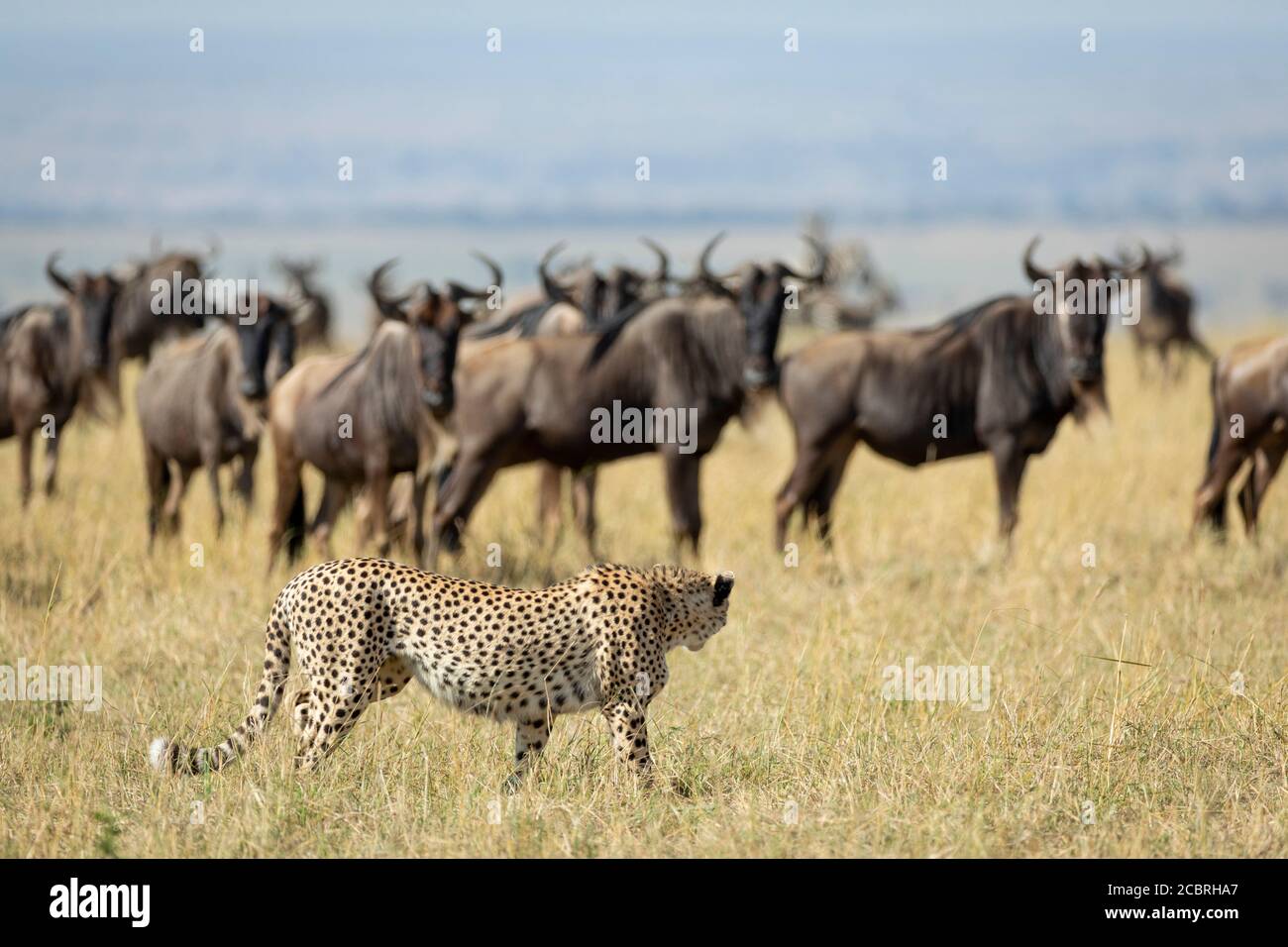 Ein erwachsener Gepard ging an einer Herde von Gnus vorbei und beobachtete sie Sie in Masai Mara Kenia Stockfoto