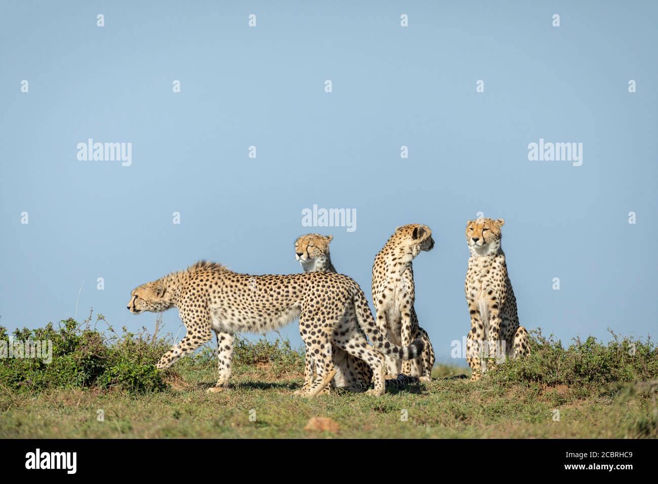 Drei Erwachsene männliche Gepard sitzen aufrecht in einer Linie mit einem Spaziergang mit blauem Himmel im Hintergrund in Masai Mara Kenia Stockfoto