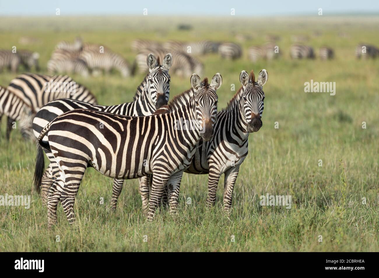 Zebra Herde weiden in Serengeti Ebenen mit drei Zebras suchen Alarm in Tansania Stockfoto