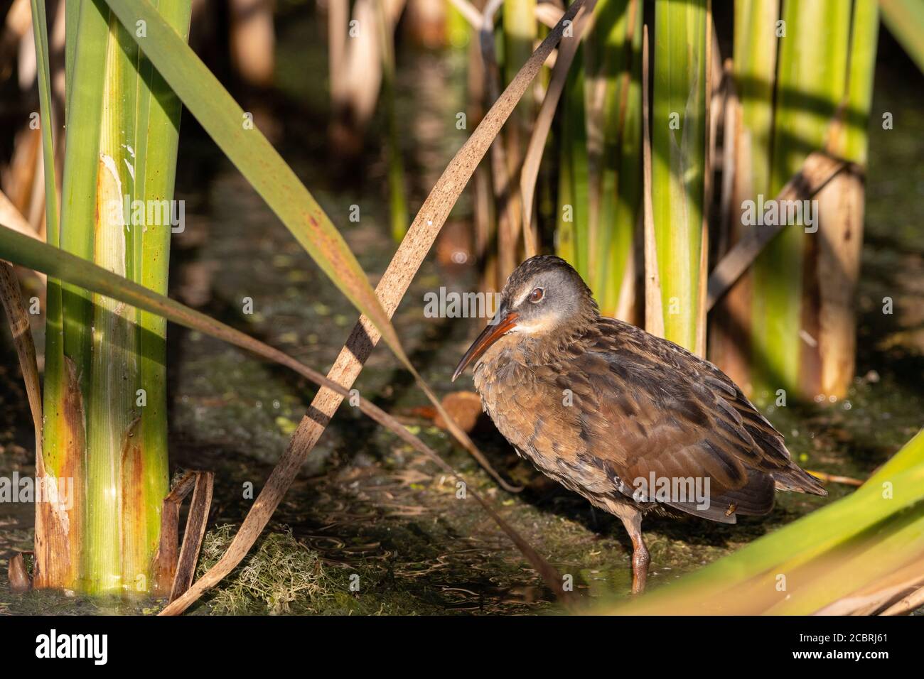 Virginia Rail watend zwischen bunten grünen Schilf in flachen Sumpf Stockfoto