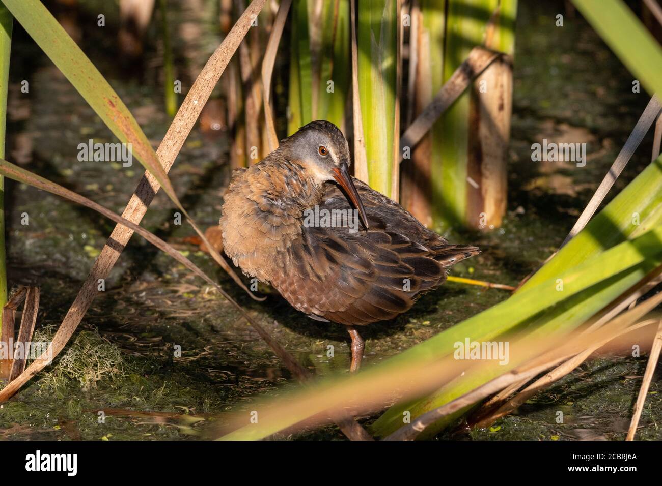 Virginia Rail watend zwischen bunten grünen Schilf in flachen Sumpf Stockfoto