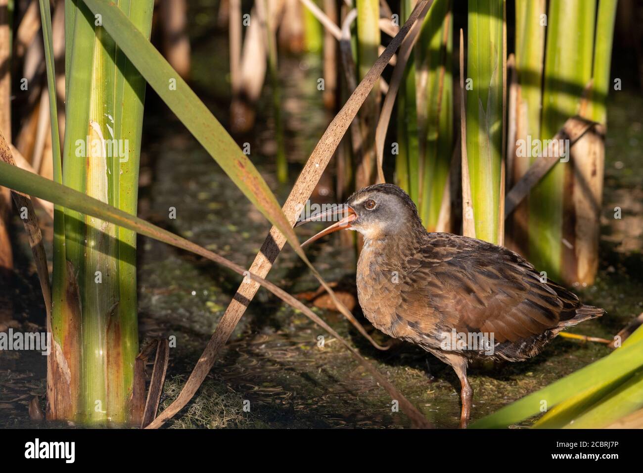 Virginia Rail watend zwischen bunten grünen Schilf in flachen Sumpf Stockfoto