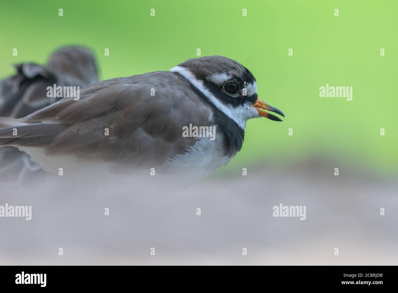 Ein gewöhnlicher Ringelpfrover oder Ringelpfrover (Charadrius hiaticula) schließt im Sommer einen watenden Vogel in den Wasit Wetlands in den Vereinigten Arabischen Emiraten. Stockfoto