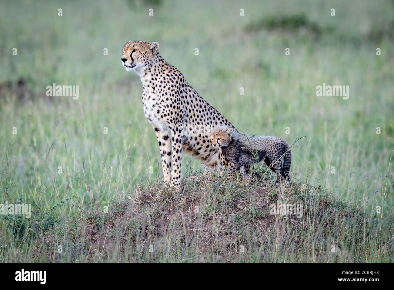 Mutter Gepard und Junge Umfrage die Gegend in Kenia während Auf einem Termitenhügel Stockfoto