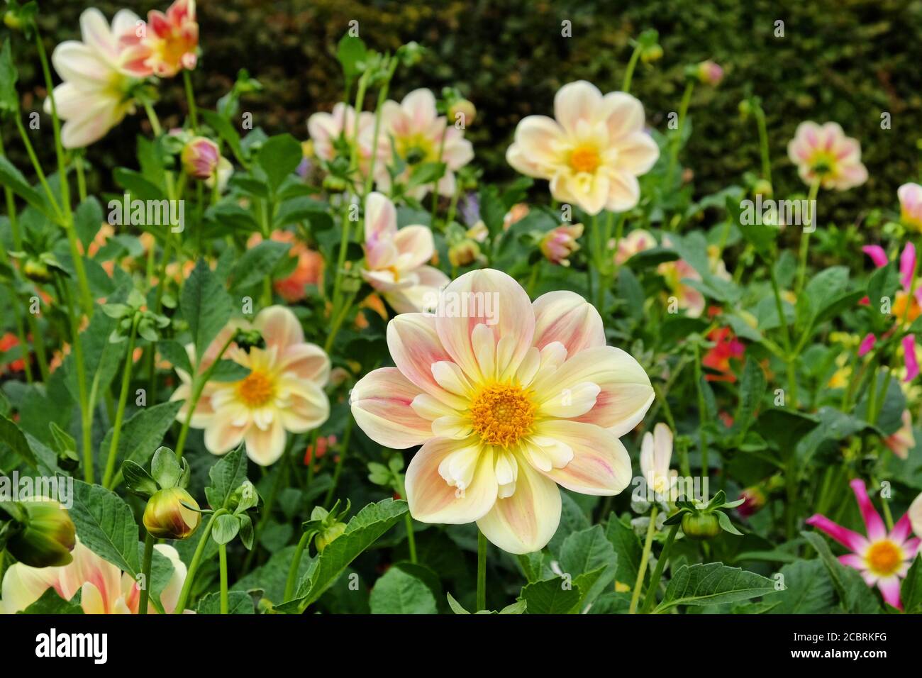 Pfirsich und Sahne Dahlia 'april Heidekraut' in der Blüte Stockfoto