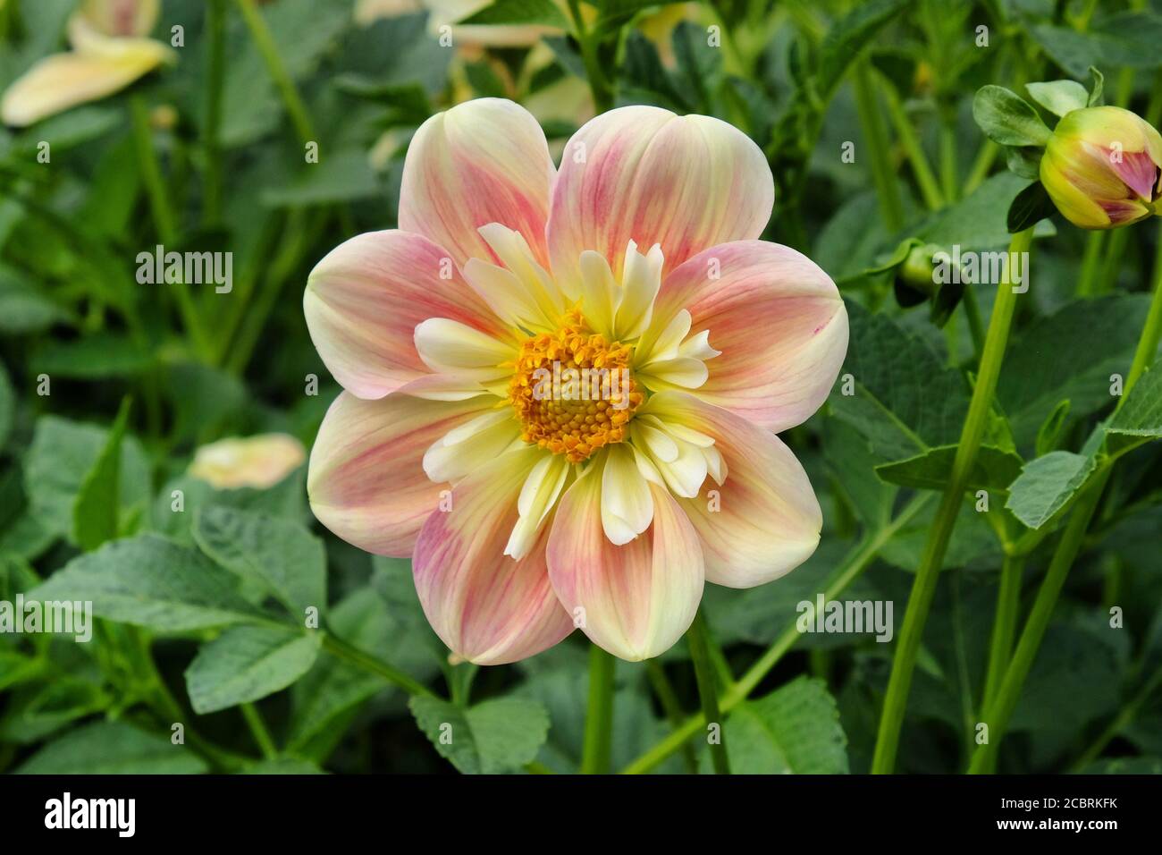 Pfirsich und Sahne Dahlia 'april Heidekraut' in der Blüte Stockfoto